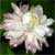 Jasminum sambac Supreme Duke, Fragrant Jasmine