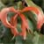 Desmos sp. - Red flower Ylang Ylang Shrub