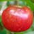Malpighia glabra, Barbados Cherry, Acerola 