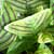 Christia obcordata - Butterfly Stripe Plant
