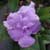 Brunfelsia pauciflora Compacta, Dwarf Yesterday-Today-Tomorrow