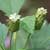 Lippia dulcis - Aztec Sweet Herb, Sweetleaf