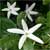 Gardenia nitida (Posoqueria), Shooting Star Gardenia 