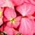 Mussaenda philippica x flava, Calcutta Sunset, Marmelade Mussaenda