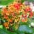 Saraca declinata - Red Ashoka, Sorrowless Tree