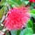 Calliandra emarginata Nana, Dwarf Powderpuff 