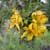 Senna polyphylla - seeds