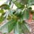 Annona montana, Mountain Soursop, Wild Custard Apple