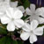 Plumbago auriculata Alba