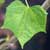 Cnidoscolus aconitifolius - Maya Spinach Tree, Chaya 
