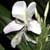 Hedychium coronarium, White Butterfly Ginger