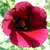 Hibiscus acetosella, African Cranberry Hibiscus