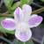 Barleria cristata Lavender Lace - Striped
