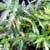 Azadirachta indica - Neem Tree