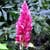 Megaskepasma erythrochlamys - Brazilian plume
