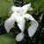 Tabernaemontana australis, Australian Pinwheel Jasmine