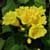 Cordia lutea, Yellow Geiger tree