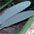 Philodendron Burle Marx