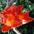 Spathodea campanulata - African Tulip Tree