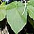 Piper auritum - Root Beer Plant