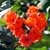 Cordia sebestena, Scarlet Geiger tree