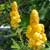 Senna (cassia) alata - seeds