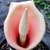 Amorphophallus konjak, Voodoo Lily
