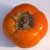 Persimmon tree Native American (Diospyros virginiana)