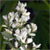Baccharis halimifolia - Aster Tree, Snow Bush