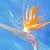Strelitzia reginae - Orange Bird of Paradise