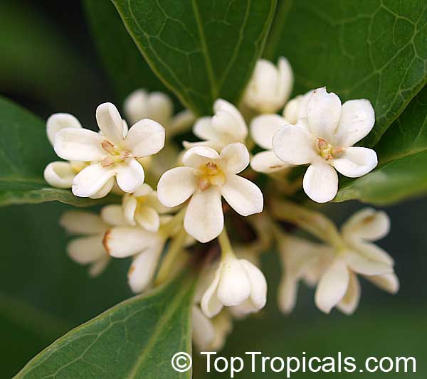 Osmanthus Fragrans Tea Olive Fragrant Olive Sweet Olive 