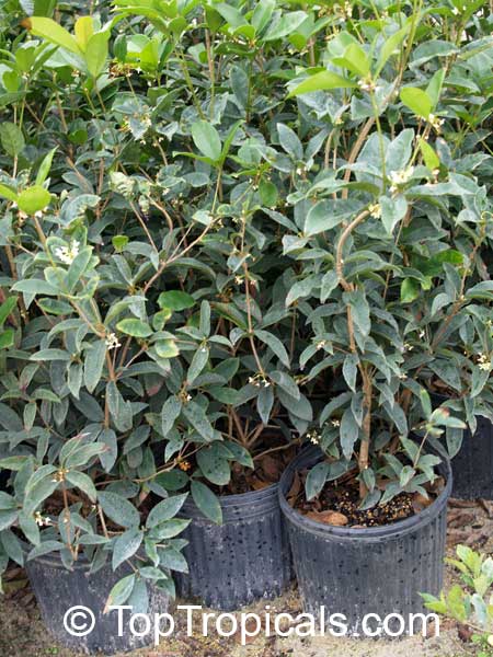 Osmanthus Fragrans (Sweet Olive)