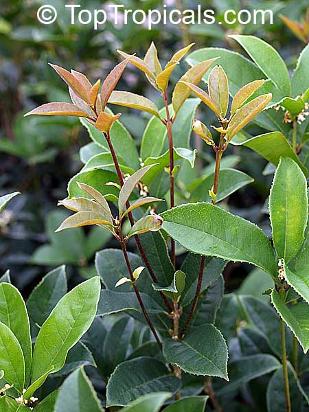 Osmanthus fragrans, Tea Olive, Fragrant Olive, Sweet Olive ...