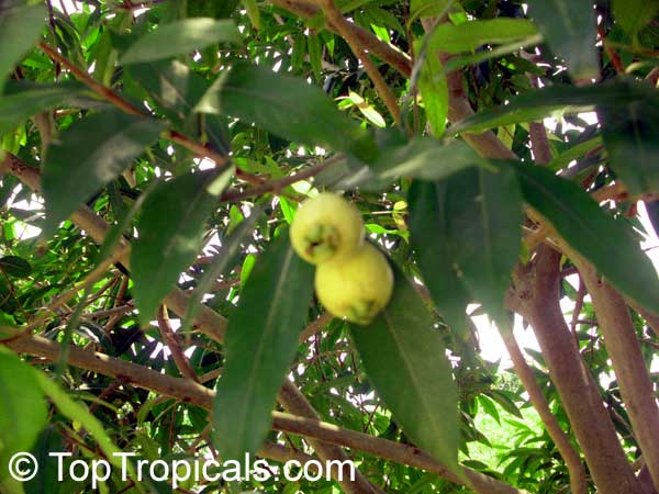 rose apple syzygium jambos