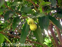 Syzygium jambos - Rose Apple