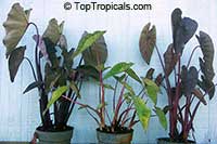 toptropicals.com