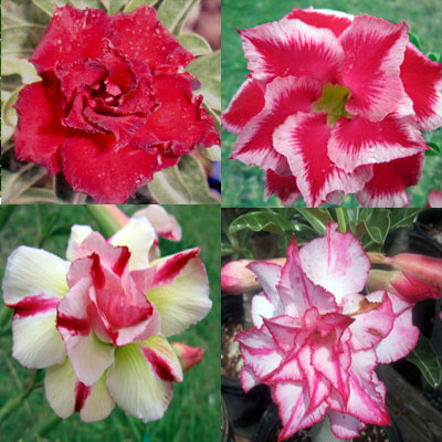 Desert Rose (Adenium) Fancy Double Multi-Grafted