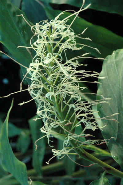 Hedychium stenopetalum - seeds