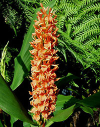 Hedychium densiflorum - seeds

Click to see full-size image