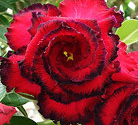 Desert Rose (Adenium) Dang Hassadee, Grafted

Click to see full-size image