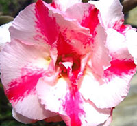 Desert Rose (Adenium) Double Pettunear, Grafted

Click to see full-size image