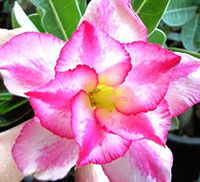 Desert Rose (Adenium) Giant, Grafted

Click to see full-size image