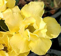 Adenium Kanjana Yellow, Grafted

Click to see full-size image