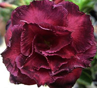 Desert Rose (Adenium) Moung Mongkol, Grafted