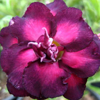 Desert Rose (Adenium) Moung Jinda (Moung Kusuma), Grafted

Click to see full-size image