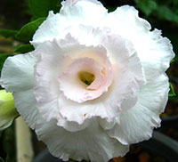 Desert Rose (Adenium) Snow White, Grafted

Click to see full-size image
