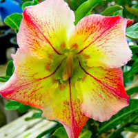 Adenium sp. yellow hybrids, Yellow Desert Rose - TopTropicals.com