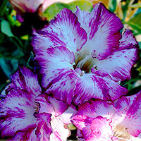 Desert Rose (Adenium) Harry, Grafted

Click to see full-size image
