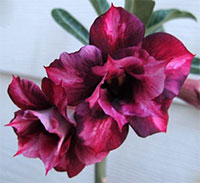 Desert Rose (Adenium) Irene (Ireen), Grafted

Click to see full-size image