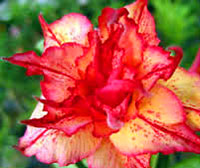 Adenium Golden Carrot (Kuman Thong), Grafted

Click to see full-size image